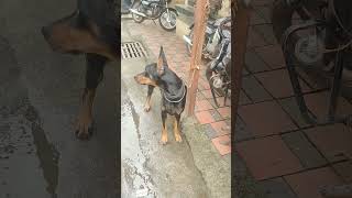 My♥️ GANGSTER🔥 doberman dobermanpinscher puppies dobermanpuppy dogs dogsofinstagram canecorso [upl. by Ashman]