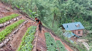 Full video Gardening in the mountains Growing okra pumpkin and harvesting melons  TA Bushcraft [upl. by Kealey]