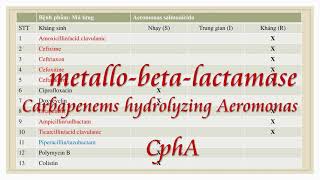 Case hiếm Nhiễm trùng Vết thương bỏng do Aeromonas salmonicida [upl. by Nairim34]