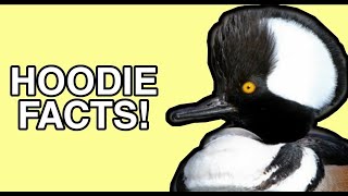 The Life of the Hooded Merganser  Duck Facts [upl. by Jallier795]