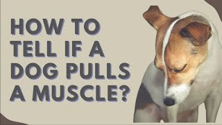 How To Tell If a Dog Pulls a Muscle Warning Signs You Should Know [upl. by Uchida]