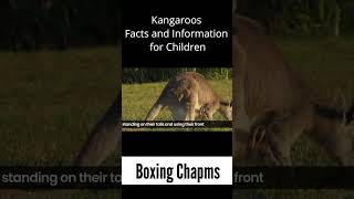 Boxing Champs  Kangaroos Facts and Information  kangaroo child kid kangaroos boxing champs [upl. by Mommy]