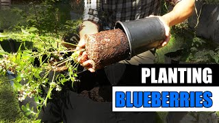 Blueberry Planting Tips  Garden Quickie Episode 147 [upl. by Pope]