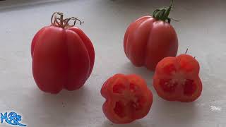 ⟹ Gezahnte Tomato  Solanum lycopersicum  Tomato Review [upl. by Godart937]