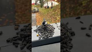 Beautiful Fly Up chickadee birds animals cute adorable picky birdwatching [upl. by Girardo]