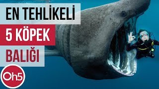 Dünyanın En Tehlikeli 5 Köpek Balığı 🌊 Korkunç Köpekbalıkları 2018 [upl. by Ezar]