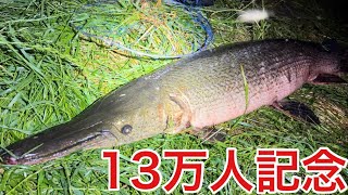 13万人記念！！ホモサピさんと投網投げる予定！ [upl. by Jahdiel573]