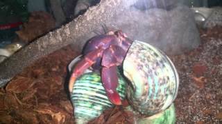 Caribbean Hermit Crab Changing Shells [upl. by Sirret]