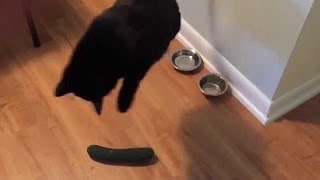 Cats Scared by Cucumbers Compilation [upl. by Chane]