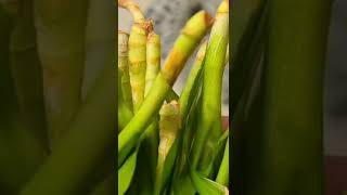 HOW TO REVIVE LUCKY BAMBOO IF IT TURNS YELLOW shorts [upl. by Snoddy]