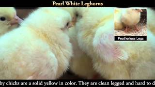 Pearl White Leghorn Chicks [upl. by Annawat]