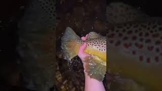 Brown trout are special [upl. by Baiel]