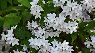 How to Grow Deutzia [upl. by Anaillil]