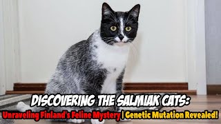 Discovering the Salmiak Cats Unraveling Finlands Feline Mystery  Genetic Mutation Revealed [upl. by Niajneb347]