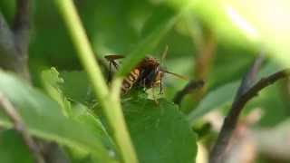 Natural Enemy of Gypsy Moth Caterpillar セグロアシナガバチ♀がマイマイガ（蛾）幼虫を狩り肉団子作り [upl. by Hannaoj]