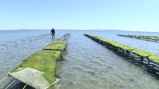 PCN Plymouth Rock Oysters amp Aquaculture in Plymouth Bay [upl. by Godrich436]