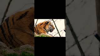 Amazing Tiger Roaring clip  tiger roar tigerlovers [upl. by Dreddy]