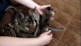 Kanyas F5 Savannah Kittens  Watch us Grow  Savannah Cats  WildTafaricom [upl. by Lattimer]