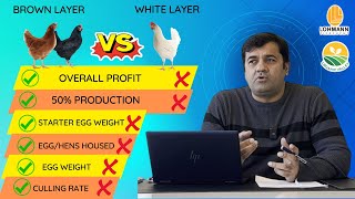 Comparison of White Layer amp Brown Layer  Lohmann Farming [upl. by Novel]