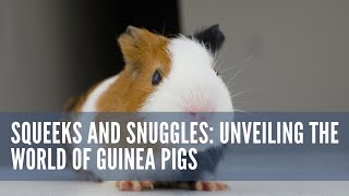 Squeeks And Snuggles Unveiling The World Of Guinea Pigs [upl. by Dewhirst]