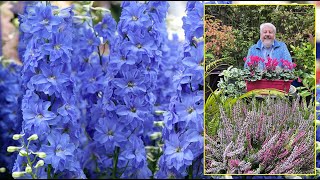 PIED D’ALOUETTE OU DELPHINIUM FLEUR SPECTACULAIRE POUR TOUS LES JARDINS Le Quotidien du Jardin N°423 [upl. by Nitnelav]