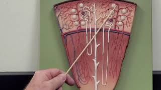 Professor Long 2402 Lab Nephron and Renal Corpuscle [upl. by Naimaj942]