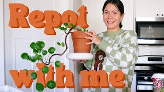 Lets repot some houseplants Plant Care Hang Out [upl. by Arrait]