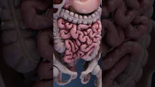 Intestinal peristalsis movement peristalsis intestine intestino intestinalhealth intestinal [upl. by Dorsy857]