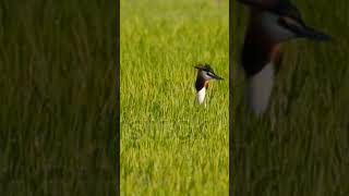 Graceful Dancers of the Water Great Crested Grebes in Action [upl. by Primrosa]