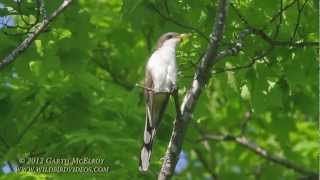 Yellowbilled Cuckoo [upl. by Brigida]