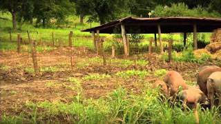 Biologische Landwirtschaft in Österreich [upl. by Friedrich]