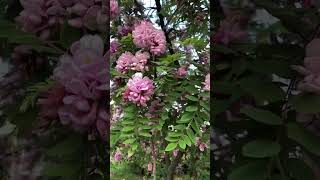 РОЗОВАЯ АКАЦИЯ робиния каскадная robinia hispida nature флористика flowers [upl. by Ozmo]