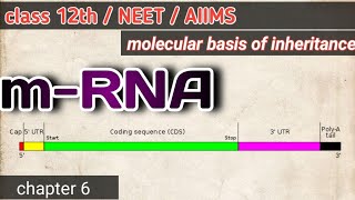 mRNA  structure and function  NEET2021 [upl. by Ardelis]