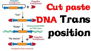 Cut and paste DNA transposition [upl. by Lienaj]