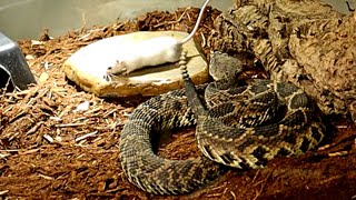 Big Bad Eastern Diamondback Rattlesnakes First Feeding MUST SEE [upl. by Ordnassela496]