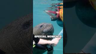 Baby Manatee Has the Sweetest Interaction With Child [upl. by Atnod398]