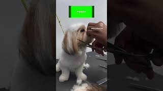 “Cute dog grooming” cute petlovers cuteanimals dog doglover shorts [upl. by Arua]