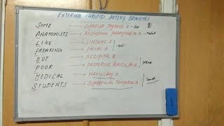 External Carotid Artery Branches Mnemonic [upl. by Suelo975]