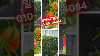 위양딸기 밀양위양딸기 위양딸기판매 딸기판매 방문구매 01046314084 [upl. by Sunda]