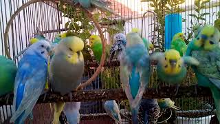 Legame con i Budgie la dolce compassione che condividono [upl. by Aesoh22]