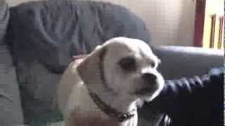 RSPCA Video  The Dog Rescuers Episode 7 [upl. by Inah219]