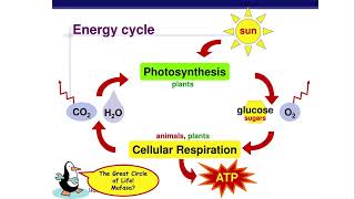 AP Biology Unit 35 Photosynthesis [upl. by Anjali284]