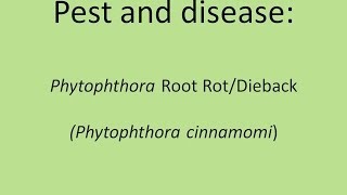 Phytophthora Root RotDieback Phytophthora cinnamomi [upl. by Anaj]