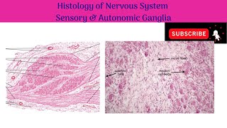 Histology of Ganglia  Sensory Ganglia  Autonomic Ganglia  Features and Differences [upl. by Nilreb]