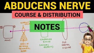 Abducens Nerve  2  Complete Notes [upl. by Gerrit]