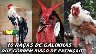 10 RAÇAS DE GALINHAS QUE CORREM RISCO DE EXTINÇÃO 😨🐔 [upl. by Haida]