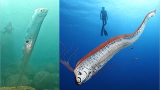 Oarfish sighting Is it a sign of End Times [upl. by Holbrooke]