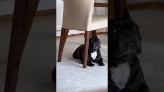 puppy Howls BeautifullyLittle Puppys Adorable Howl Captured on CameraPuppys Beautiful Howl viral [upl. by Dode]