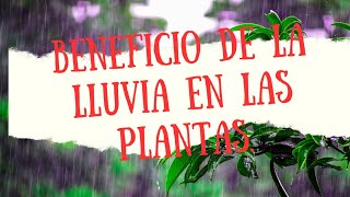 Beneficio de la lluvia en las plantas [upl. by Ynaoj491]