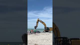 Beached whale dies after stranding itself off Venice coast in Florida [upl. by Seroka64]